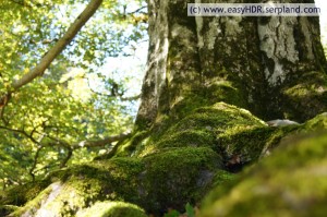 HDR Photographer | Forest Moss Stones Picture | Light Exposure 0 (normal)